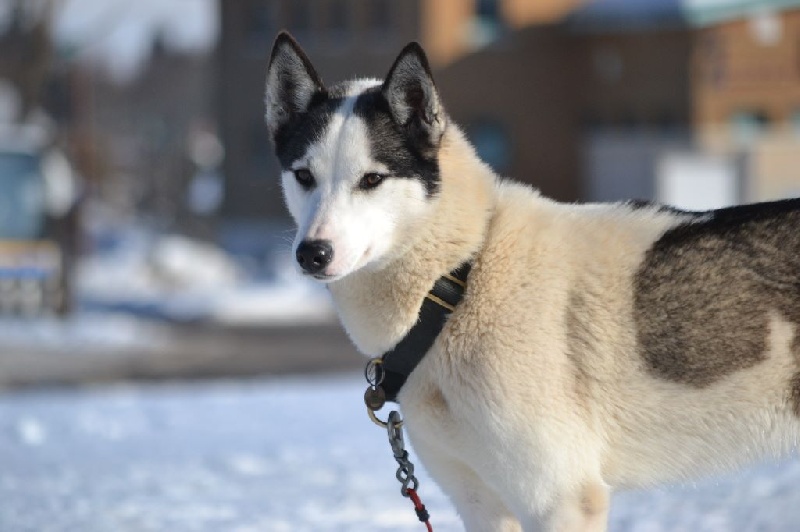 Ainoa of white mountain alaska