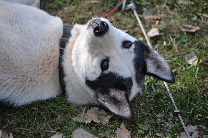 Ainoa of white mountain alaska