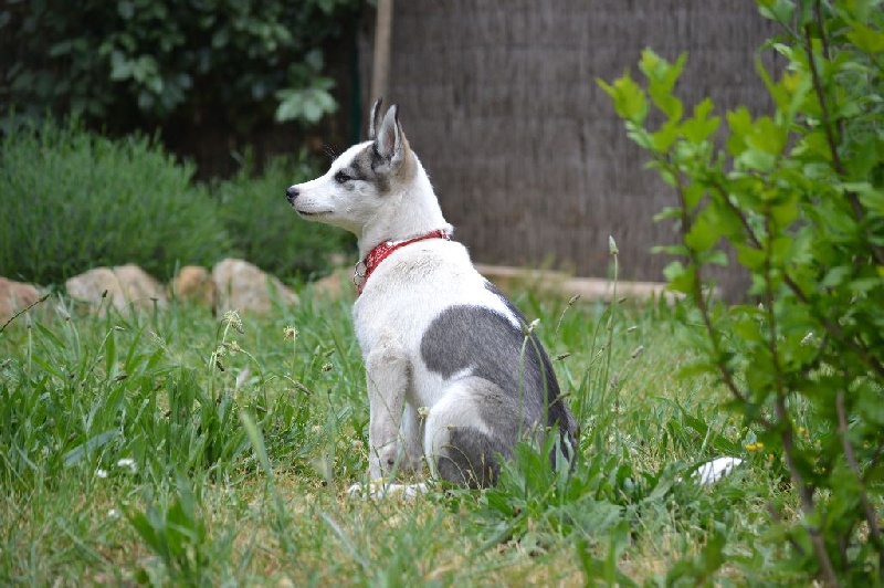 Ainoa of white mountain alaska