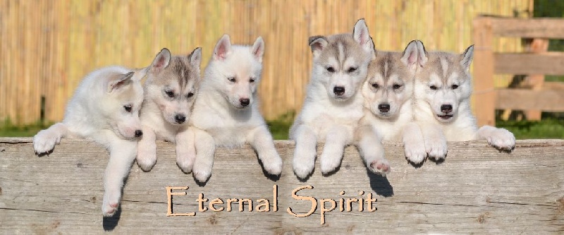 Eternal Spirit - Siberian Husky - Portée née le 23/04/2015