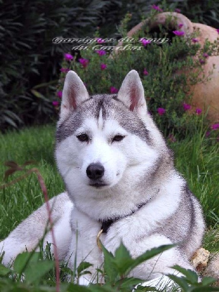 Berhyn Des garrigues du loup de canebas