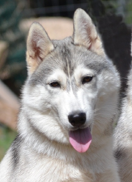 Inka Eternal Spirit