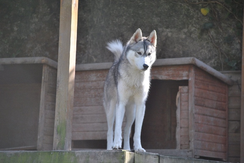 Eternal Spirit Lynko