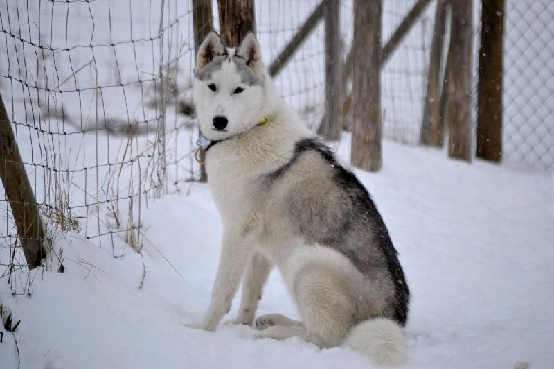 Eternal Spirit Laika