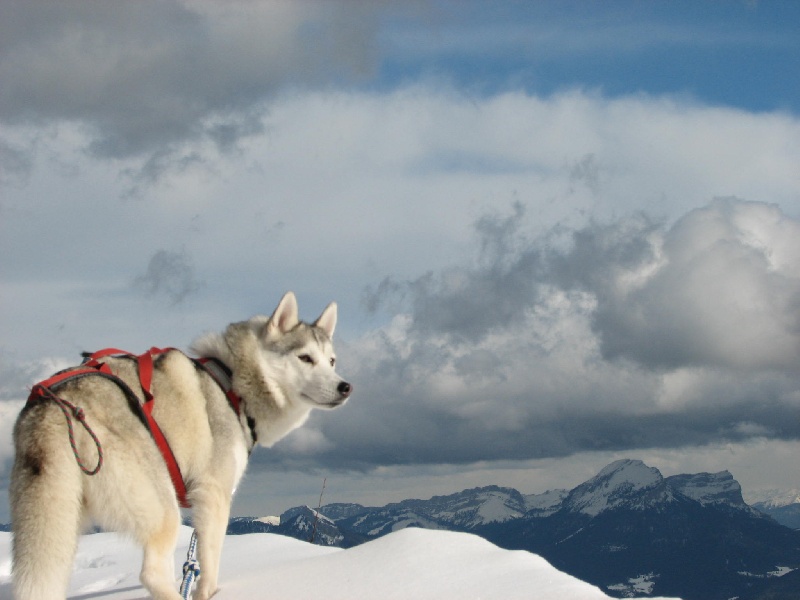 Nos chiens