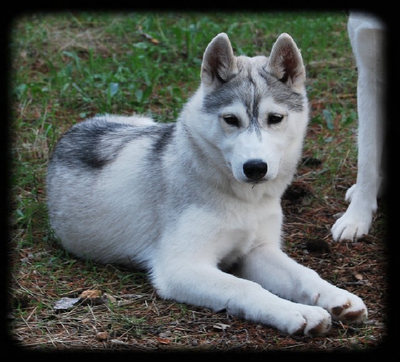 Chiots et chien née à l'élevage