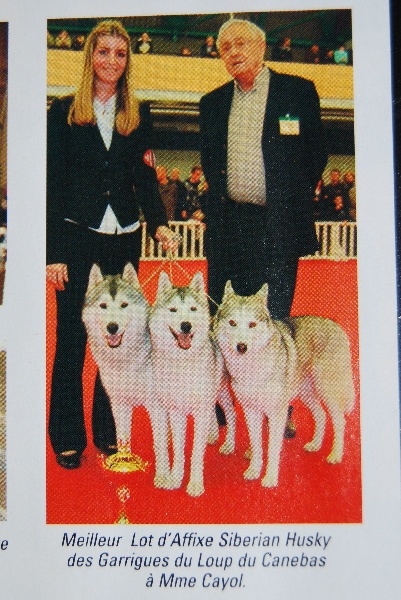 Expositions canine